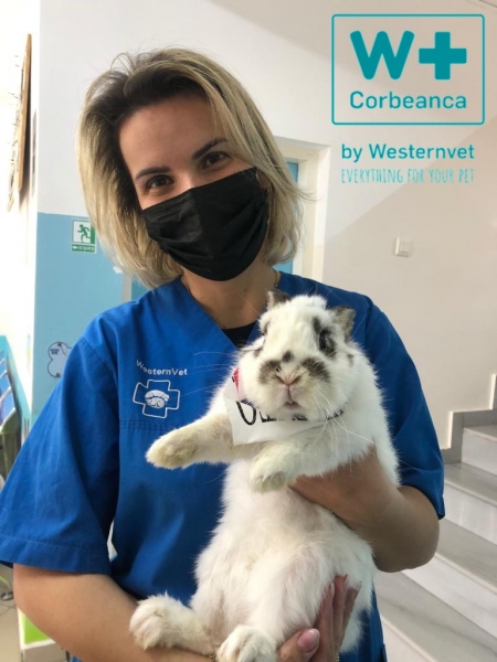Veterinary Westernvet Corbeanca